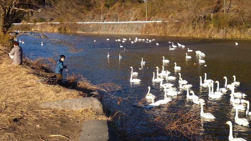 夏井川で越冬する白鳥