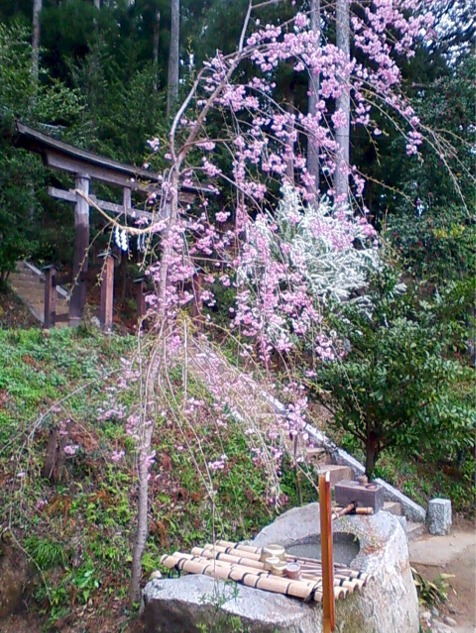落成記念に奉納された枝垂桜植樹後の初開花