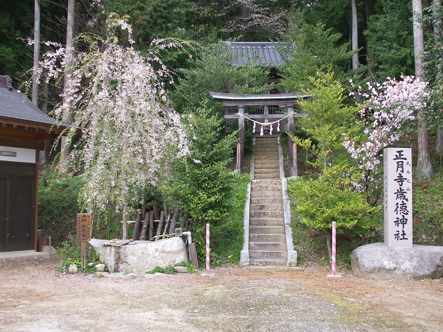 境内の桜が満開