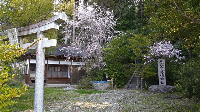 境内の桜が満開その２